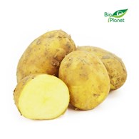 ZIEMNIAKI ŻÓŁTE MŁODE ŚWIEŻE BIO (POLSKA) (około 2,00 kg)