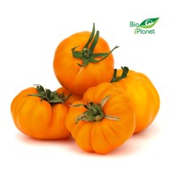 OPAKOWANIE ZBIORCZE (kg) - POMIDORY ŻÓŁTE ŚWIEŻE BIO (POLSKA) (około 6 kg)