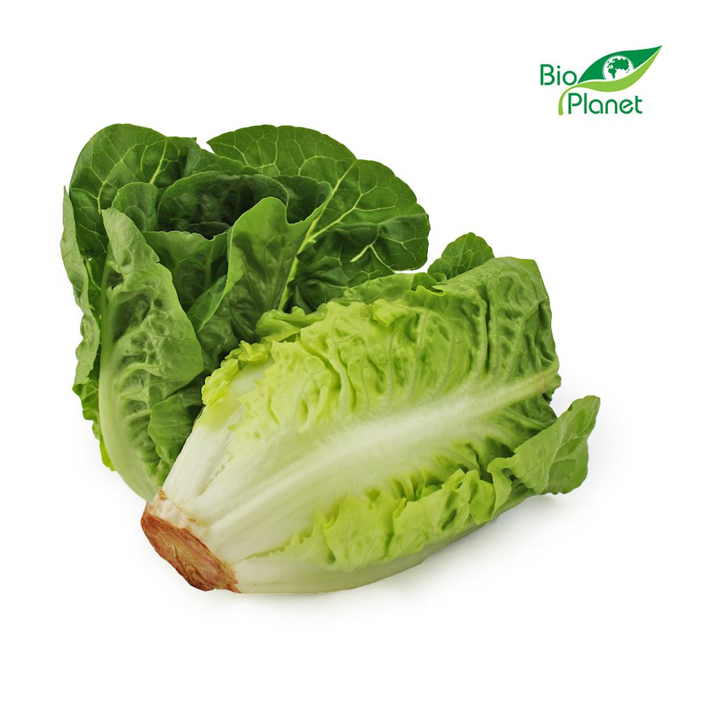 Sałata rzymska mini świeża bio