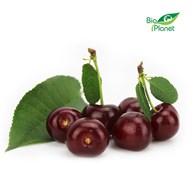 OPAKOWANIE ZBIORCZE (kg) - WIŚNIA ŚWIEŻA BIO (POLSKA) (około 2 kg)