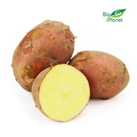 OPAKOWANIE ZBIORCZE (kg) - ZIEMNIAKI CZERWONE MŁODE ŚWIEŻE BIO (POLSKA) (około 10 kg)