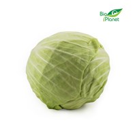 OPAKOWANIE ZBIORCZE (kg) - KAPUSTA BIAŁA ŚWIEŻA BIO (około 10 kg)