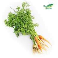 WŁOSZCZYZNA PĘCZEK ŚWIEŻA BIO (POLSKA) (około 0,50 kg)
