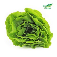 SAŁATA RZYMSKA ŚWIEŻA BIO (POLSKA) (około 0,30 kg)