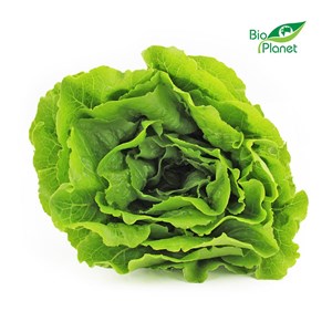 SAŁATA RZYMSKA ŚWIEŻA BIO (POLSKA) (około 0,30 kg)