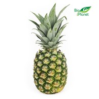 ANANAS ŚWIEŻY BIO (około 1,00 kg)